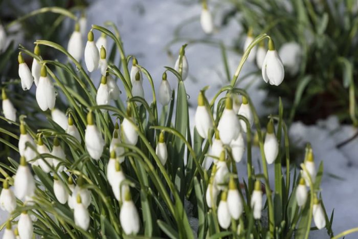 Late Winter Snowdrop image by Photographer Chris Smith