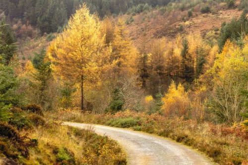 Autumn on Arran Photography Prints