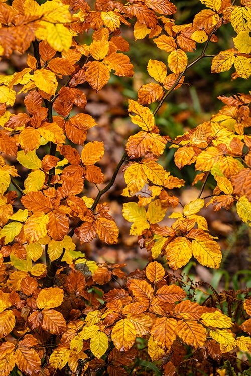 Woodland