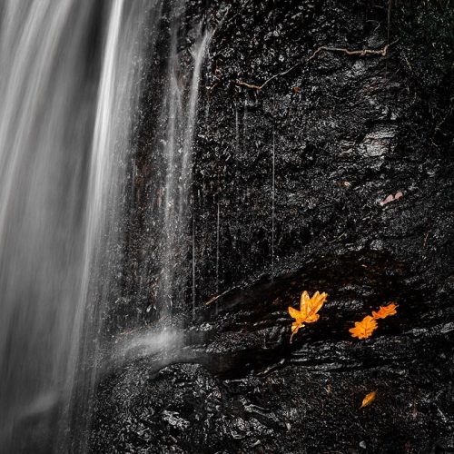 Leaf Waterfall Colour Pop Square Crop Print Only