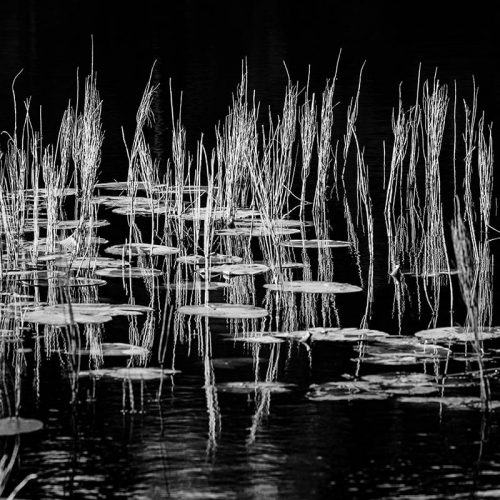Scottish Reeds Black and White Square Crop Print Only