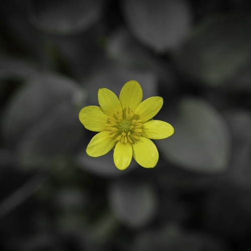 Yellow Flower Original Square Crop Featured Image
